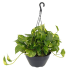 Jiboia Epipremnum pinnatum Sortida Cuia 21 Planta Natural