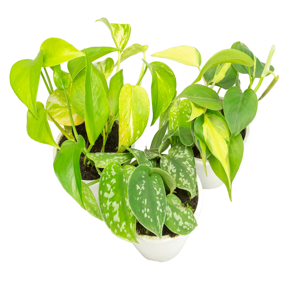 Jibóia Cuia 13 Sortida Planta Natural | Leroy Merlin