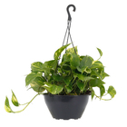 Jiboia Verde Pend Cuia 21