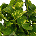 Jiboia Verde Pend Cuia 21