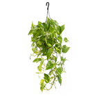 Jiboia Verde Pend Cuia 21