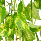 JIBOIA VERDE C21 MIN 100 CM PENDENTE