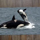 Jogo Americano 2 Unidades  Baleia Orca