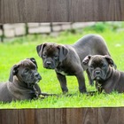 Jogo Americano 2 Unidades  Buldogue