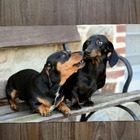 Jogo Americano 2 Unidades  Dachshund