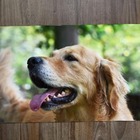 Jogo Americano 2 Unidades  Golden Retrivier