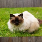 Jogo Americano 2 Unidades  Himalaia