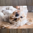 Jogo Americano 2 Unidades  Lhasa Apso