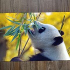 Jogo Americano 2 Unidades  Panda