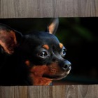 Jogo Americano 2 Unidades  Pinscher