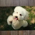 Jogo Americano 2 Unidades  Poodle