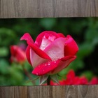 Jogo Americano 2 Unidades  Rosas