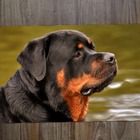 Jogo Americano 2 Unidades  Rotweiler