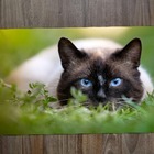 Jogo Americano 2 Unidades  Siamês