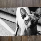 Jogo Americano 2 Unidades  Sphynx