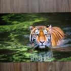 Jogo Americano 2 Unidades  Tigre