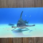 Jogo Americano 2 Unidades  Tubarão Martelo