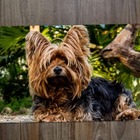 Jogo Americano 2 Unidades  Yorkshire