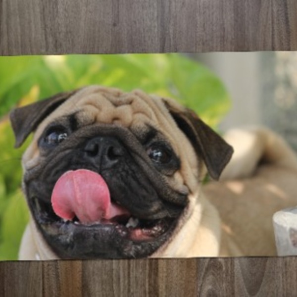 Jogo Americano Coleções Dogs  Pug  Na Cola Do Dono.