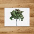 Jogo Americano Em Linho Arvore E Flores Rosa - 30x40 Cm 2 Peç