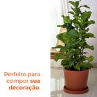 Jogo Vasos  3 Tamanhos Badi Terracota Terrano