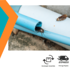 K-othrine Mata Barata Gel 10g