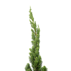 Kaizuka Juniperus Chinensis Torulosa Pote 5 Planta Natural