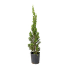 Kaizuka Juniperus Chinensis Torulosa Pote 5 Planta Natural