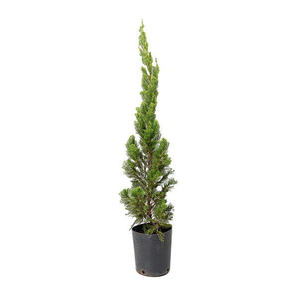 Kaizuka Juniperus Chinensis Torulosa Pote 5 Planta Natural