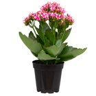 KALANCHOE P11 BICOLOR