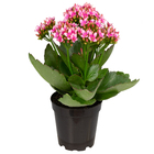 KALANCHOE P11 BICOLOR