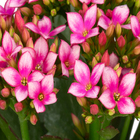 KALANCHOE P11 BICOLOR