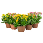 Kalanchoe Bicolor C21 Manaka