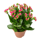 Kalanchoe Bicolor C21 Manaka
