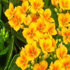 Kalanchoe Bicolor C21 Manaka