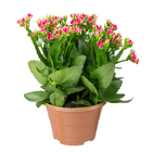 Kalanchoe Bicolor C21 Manaka
