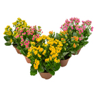 Kalanchoe Bicolor C21 Manaka