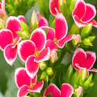 Kalanchoe Bicolor C21 Manaka