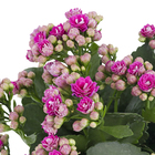 Kalanchoe Blossfeldiana Dobrado Pote 15 Planta Natural