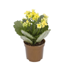 Kalanchoe Blossfeldiana Mini Pote 6 Planta Natural