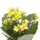 Kalanchoe Blossfeldiana Mini Pote 6 Planta Natural