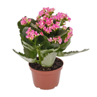 Kalanchoe Blossfeldiana Pote 11 Planta Natural