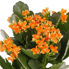 Kalanchoe Blossfeldiana Pote 11 Planta Natural