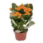 Kalanchoe Blossfeldiana Pote 11 Planta Natural