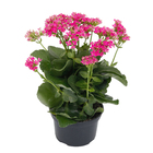 Kalanchoe Blossfeldiana Pote 15 Planta Natural
