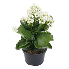 Kalanchoe Blossfeldiana Pote 15 Planta Natural