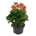 Kalanchoe Blossfeldiana Pote 15 Planta Natural