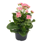 Kalanchoe Blossfeldiana Pote 15 Planta Natural