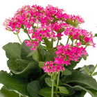Kalanchoe Blossfeldiana Pote 15 Planta Natural