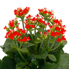 Kalanchoe Blossfeldiana Pote 15 Planta Natural